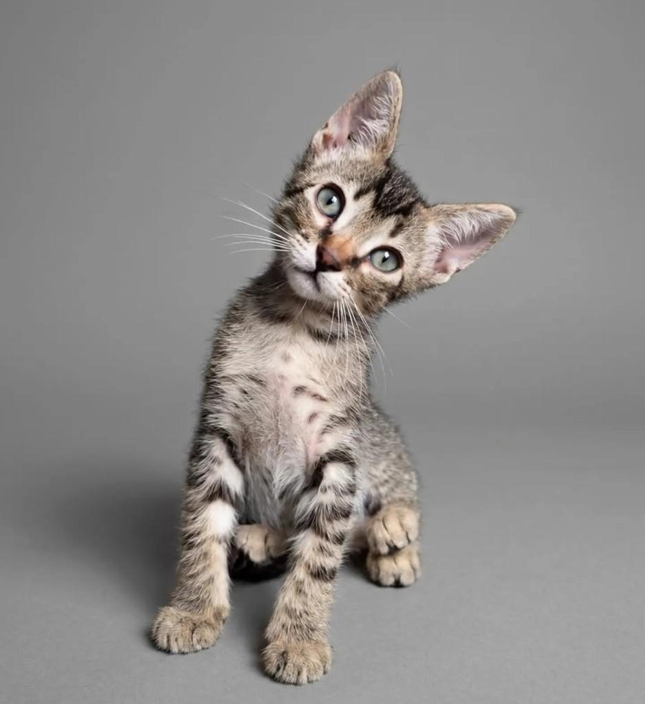 Tigrinho, gato de porte pequeno para adoção em São Paulo - SP