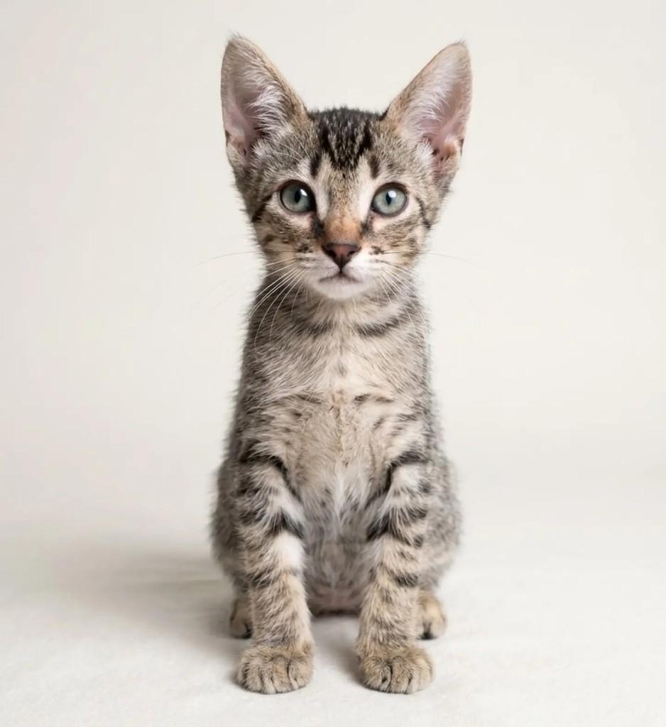 Tigrinho, gato de porte pequeno para adoção em São Paulo - SP — foto 2 de 2