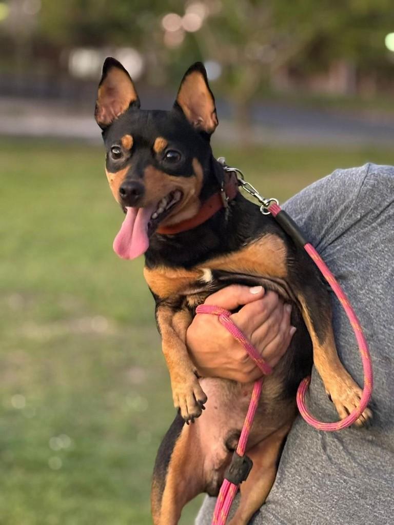 Max, cachorro de porte pequeno para adoção em Porto Alegre - RS