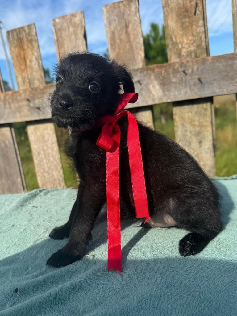 Muso, cachorro de porte pequeno para adoção em Torres - RS