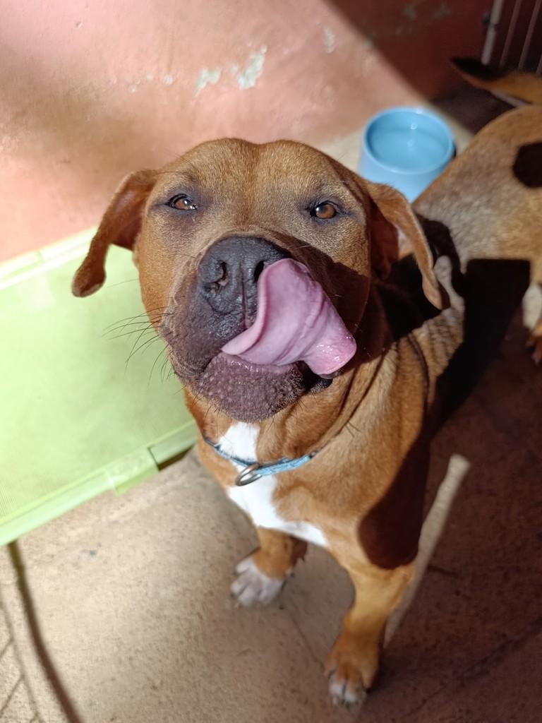 Thanos, cachorro de porte grande para adoção em Porto Alegre - RS