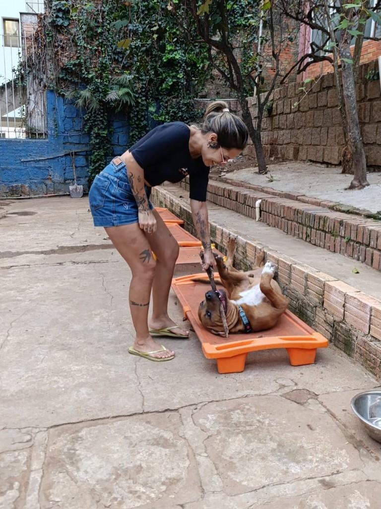 Thanos, cachorro de porte grande para adoção em Porto Alegre - RS — foto 5 de 8