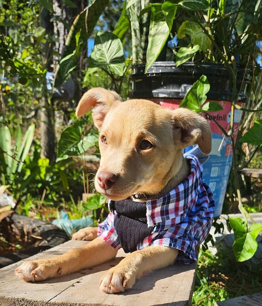 Pitoco, cachorro de porte pequeno para adoção em Torres - RS