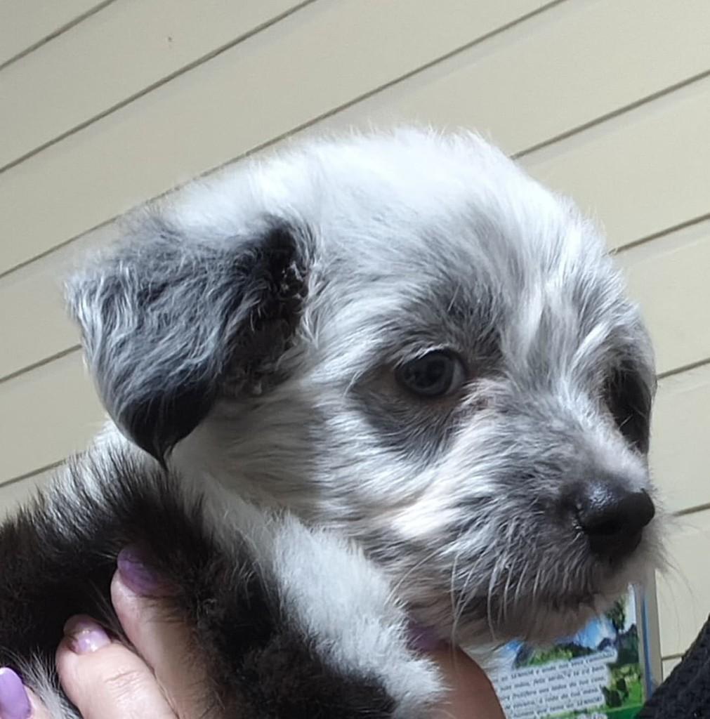Floquinho, cachorro de porte pequeno para adoção em Torres - RS