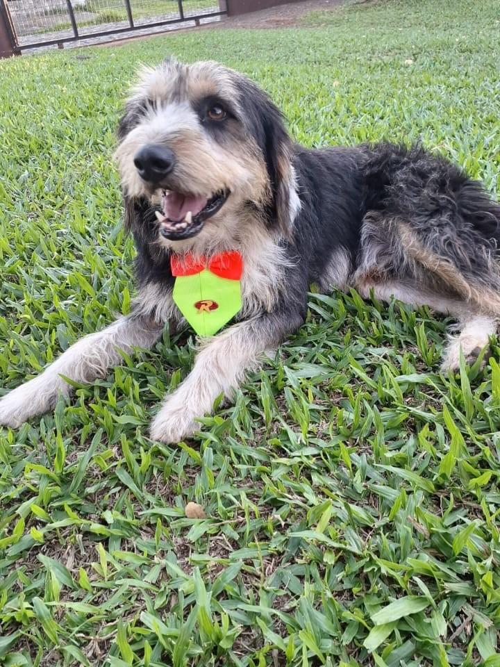 Guri, cachorro de porte médio para adoção em Torres - RS