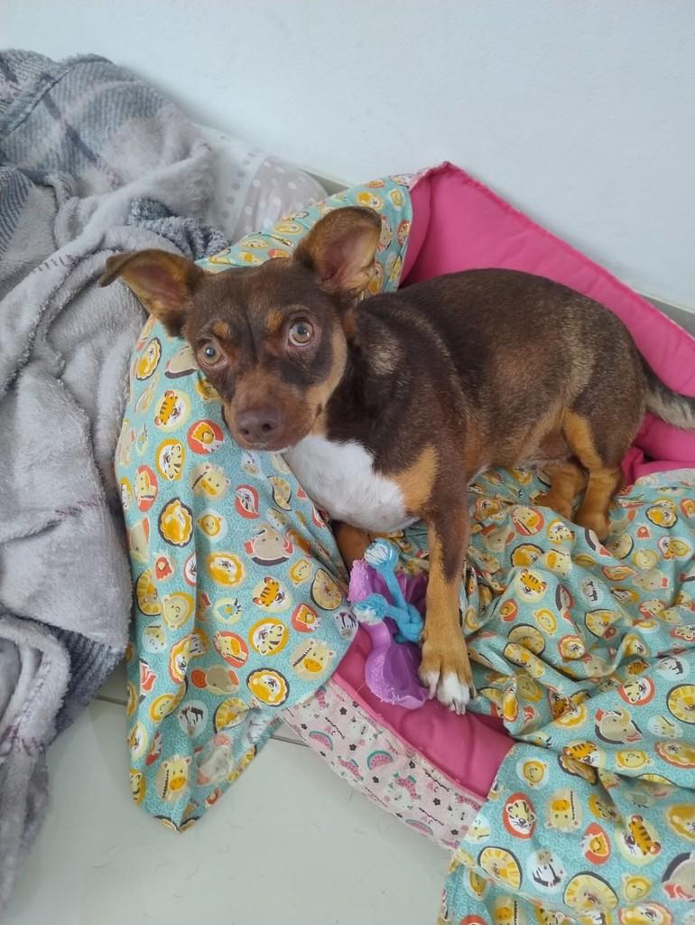 Eva, cadela de porte pequeno para adoção em Gravataí - RS