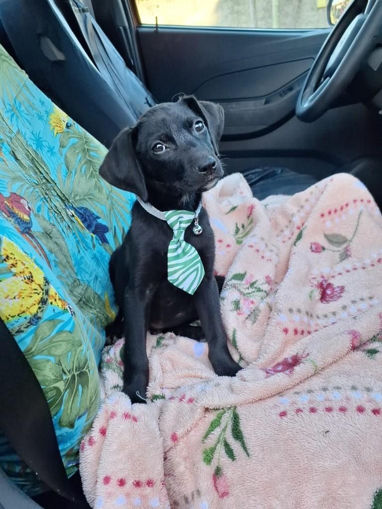 Luca, cachorro de porte médio para adoção em Torres - RS