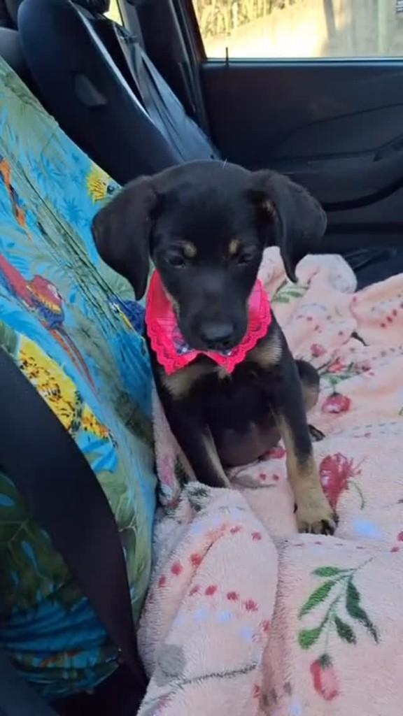 Lili, cadela de porte médio para adoção em Torres - RS