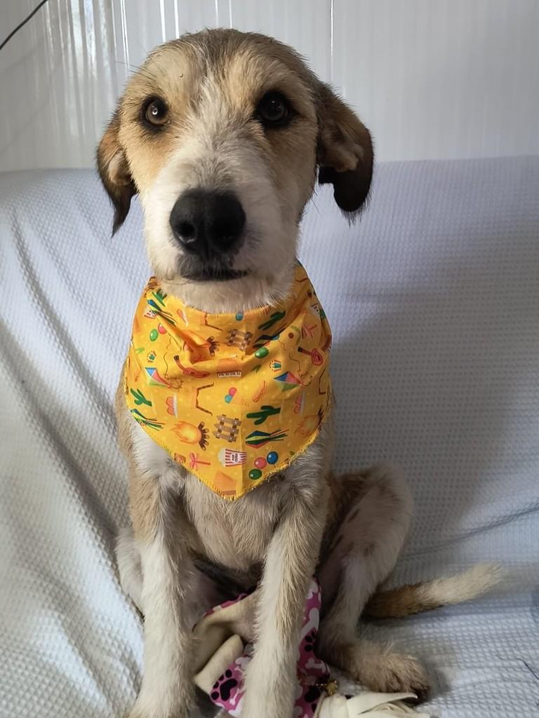 Lui, cachorro de porte médio para adoção em Porto Alegre - RS