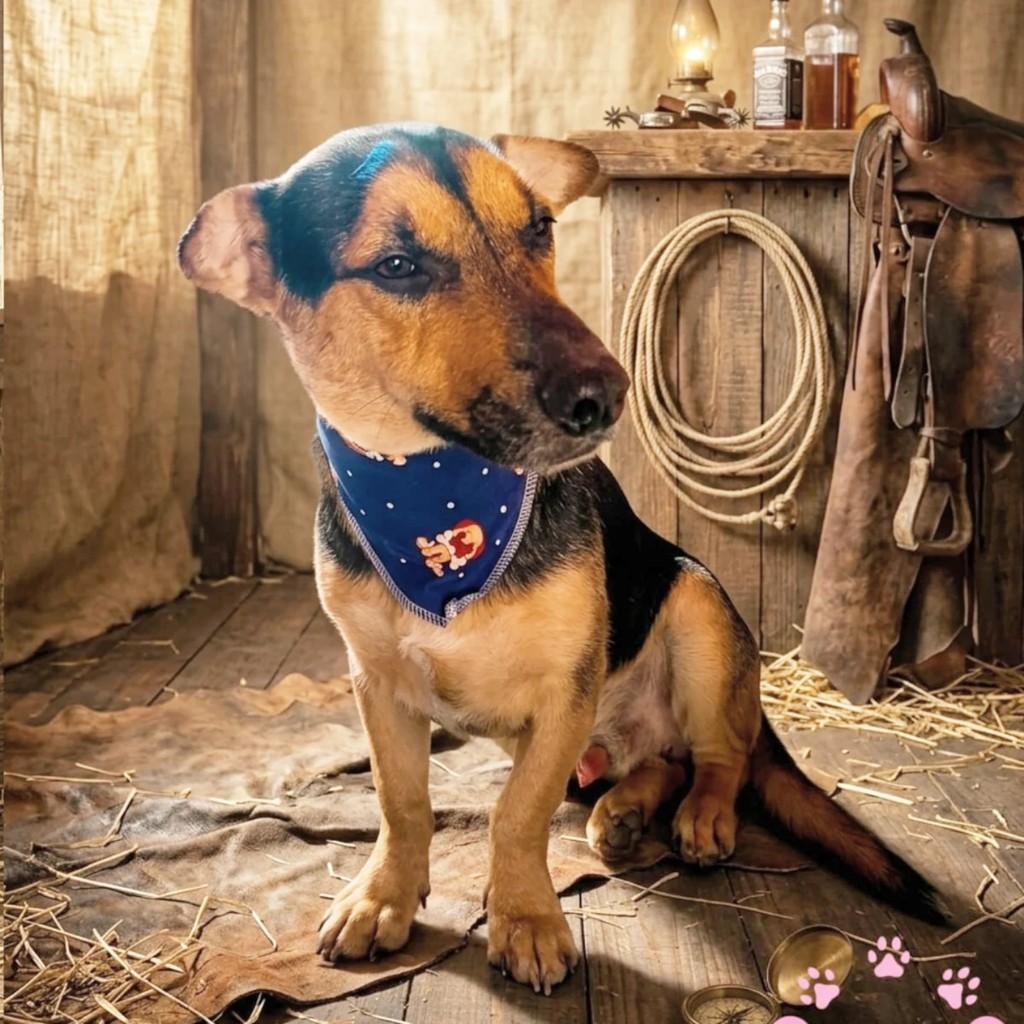 Apolo, cachorro de porte médio para adoção em Porto Alegre - RS