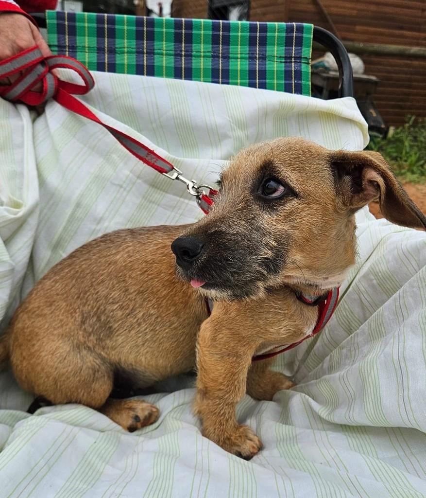 Paçoca, cachorro de porte pequeno para adoção em Torres - RS