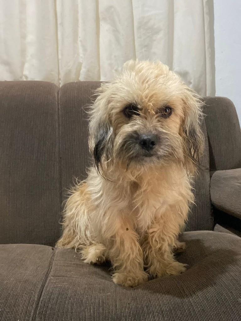Gordo, cachorro de porte pequeno para adoção em Torres - RS