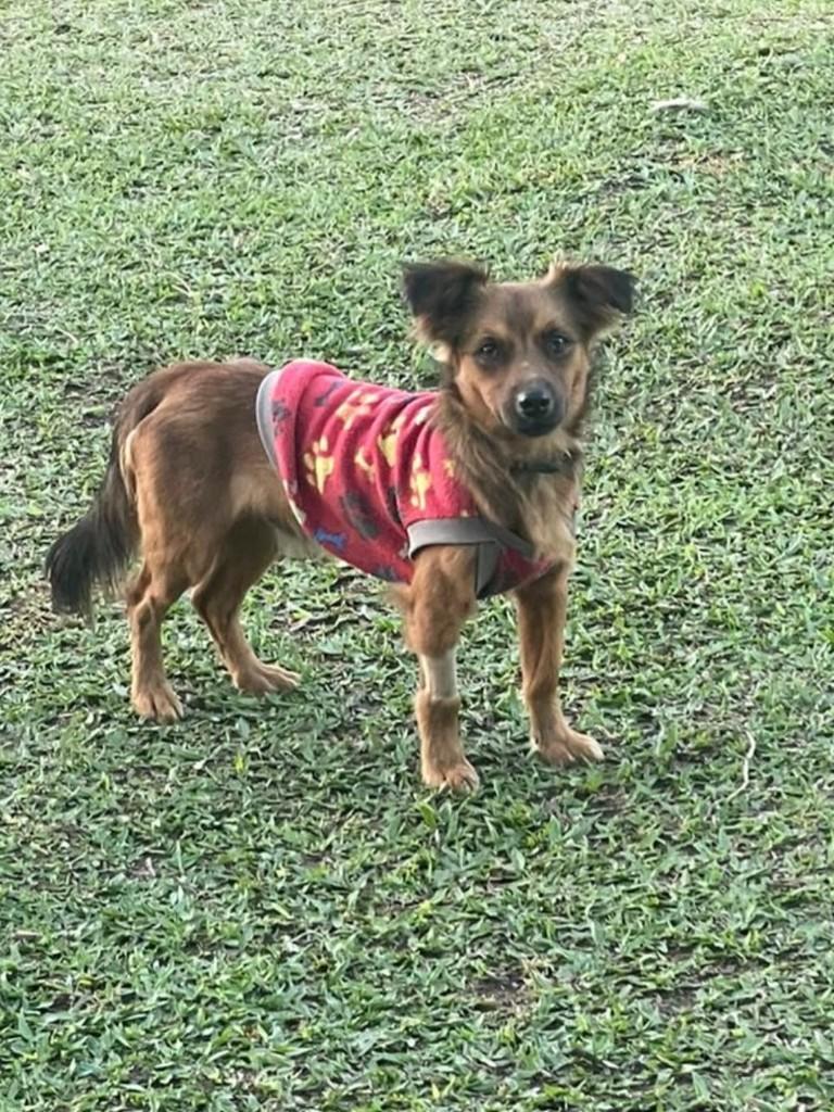 Raposinha, cachorro de porte pequeno para adoção em Porto Alegre - RS