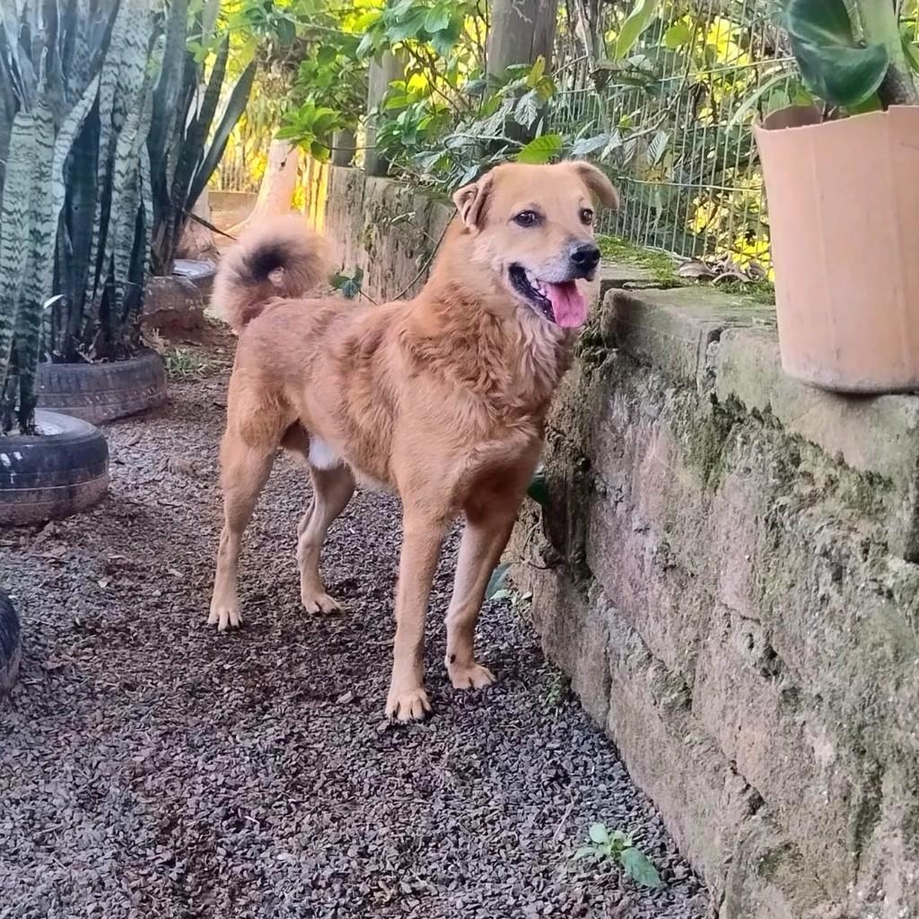 Spike, cachorro de porte médio para adoção em Gravataí - RS