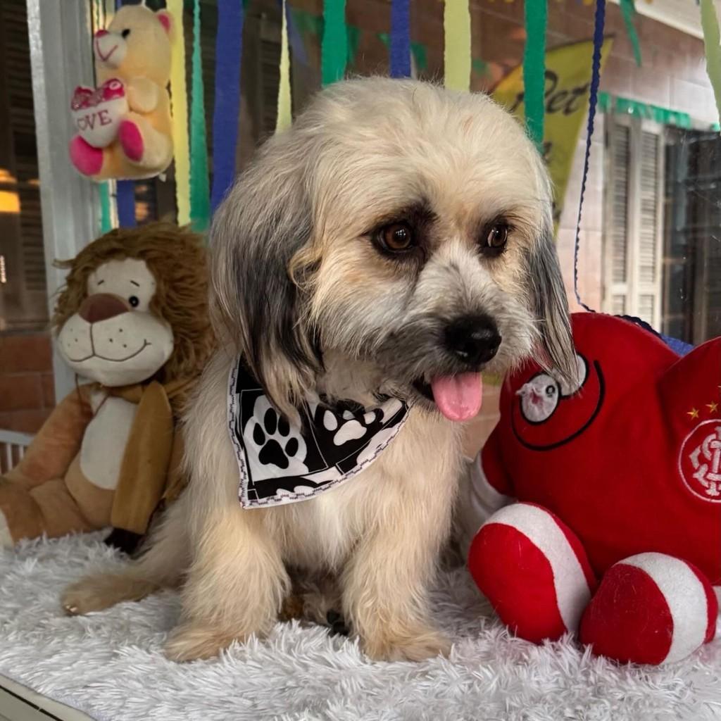 João, cachorro de porte pequeno para adoção em Torres - RS