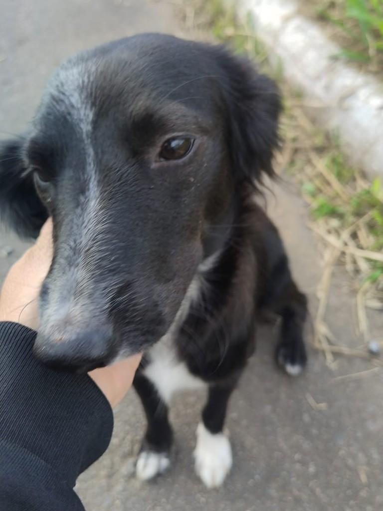 Nina, cadela de porte médio para adoção em Porto Alegre - RS