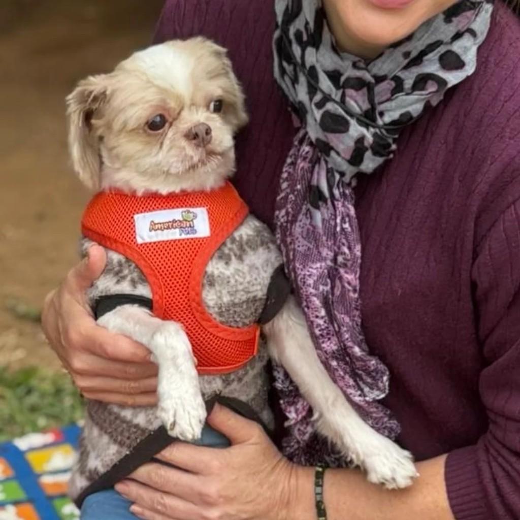 Cleitinho, cachorro de porte pequeno para adoção em Porto Alegre - RS