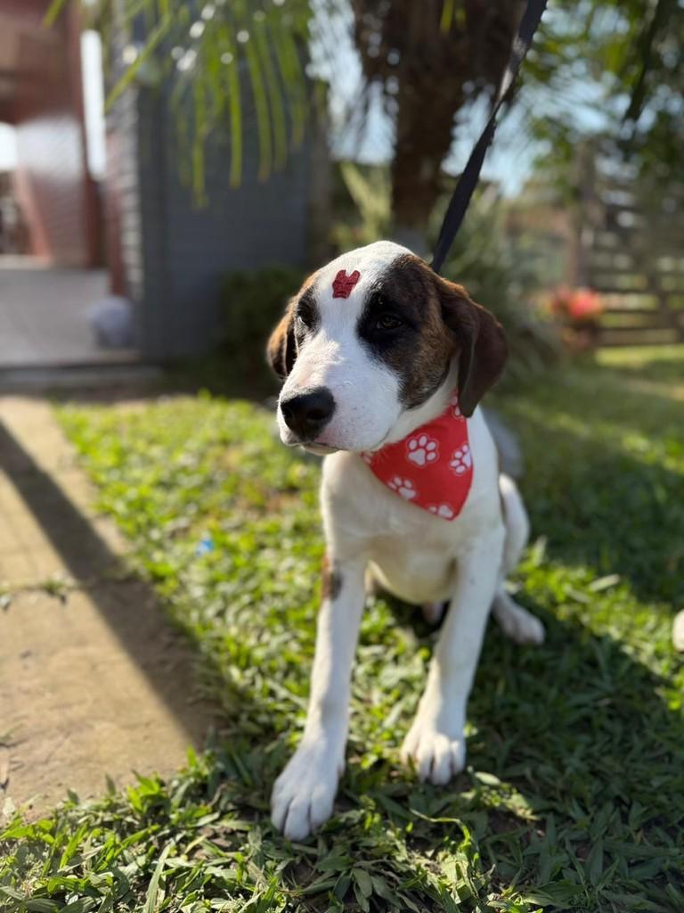Cazuza, cachorro de porte grande para adoção em Porto Alegre - RS