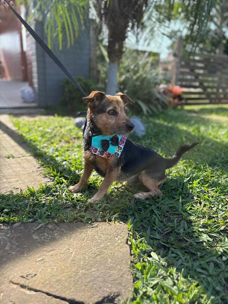 Brady, cachorro de porte médio para adoção em Rondinha - RS