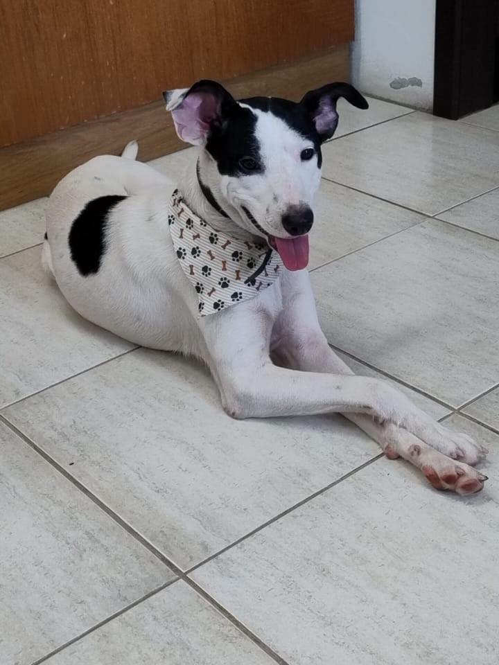 Pirata, cachorro de porte médio para adoção em Canoas - RS