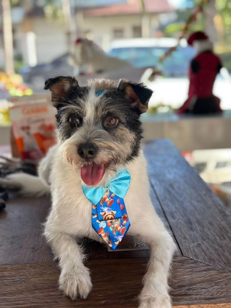 Rufus, cachorro de porte médio para adoção em Canoas - RS