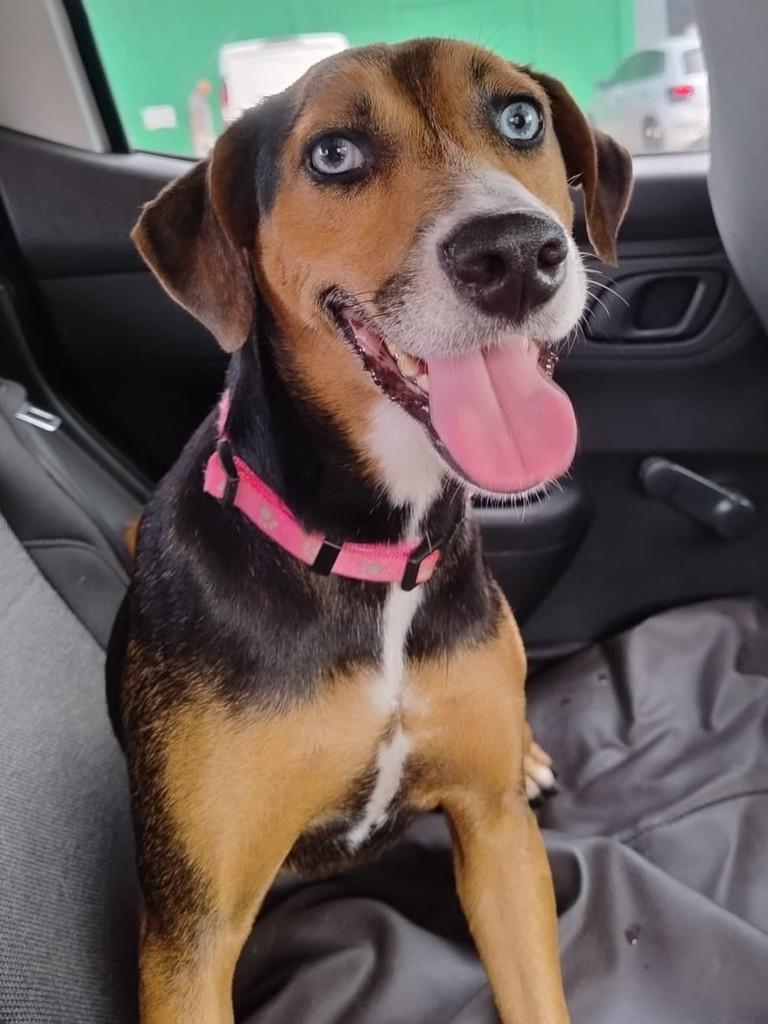Amora, cadela de porte médio para adoção em Canoas - RS
