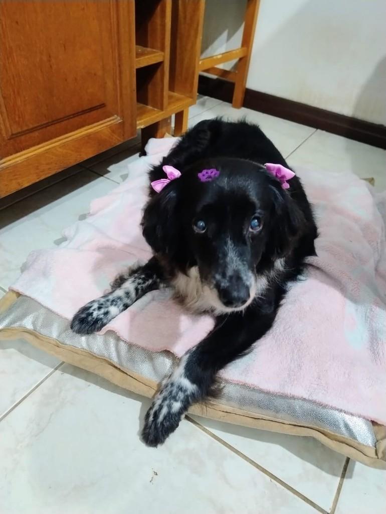 Floppy, cadela de porte médio para adoção em Canoas - RS
