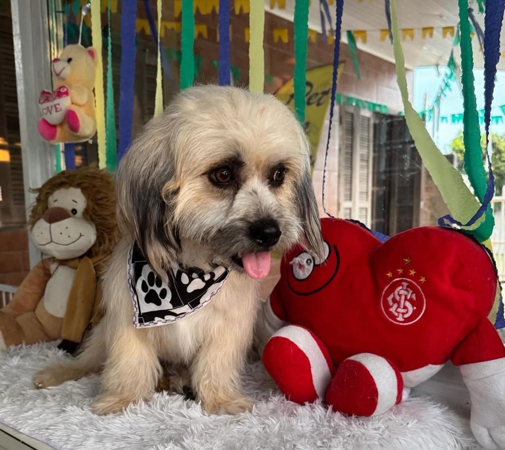 Dorito, cachorro de porte grande para adoção em Torres - RS