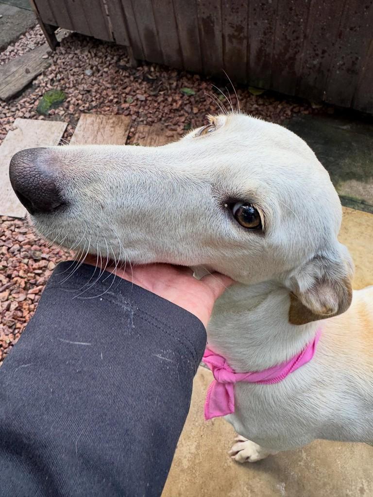 Dasha, cadela de porte pequeno para adoção em Porto Alegre - RS