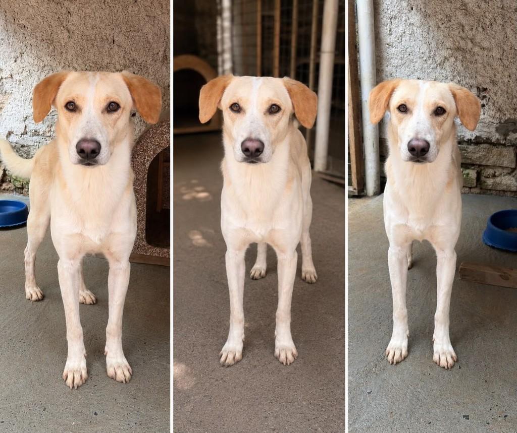 Dave, cachorro de porte grande para adoção em Esteio - RS