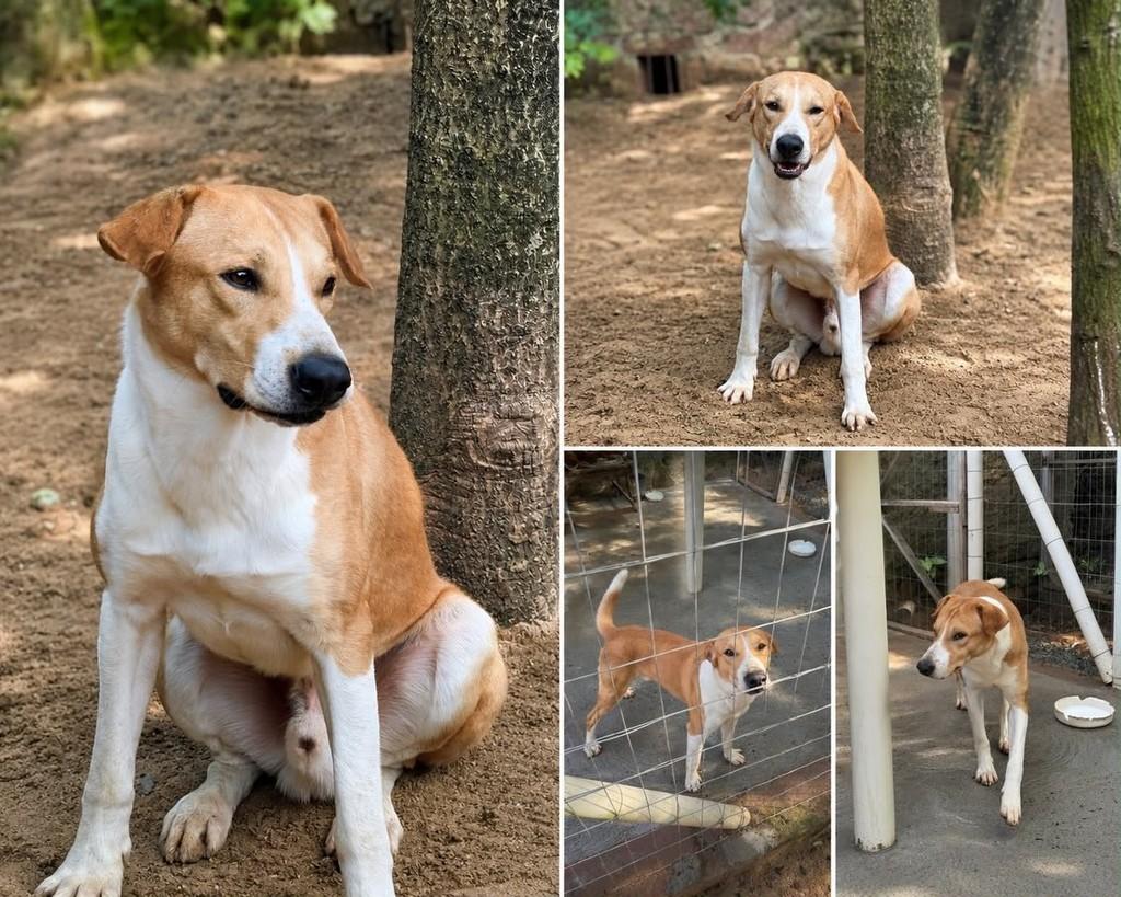 Stuart, cachorro de porte grande para adoção em Esteio - RS