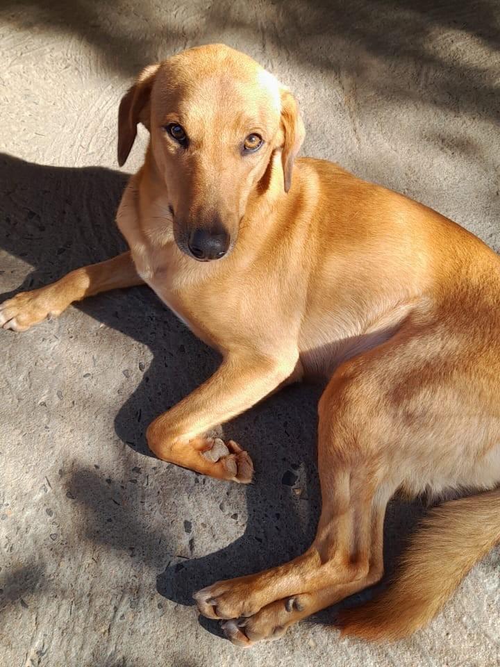 Margot, cadela de porte grande para adoção em Esteio - RS