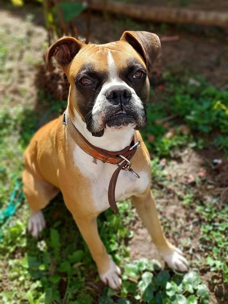 Iroh, cachorro de porte médio para adoção em Esteio - RS