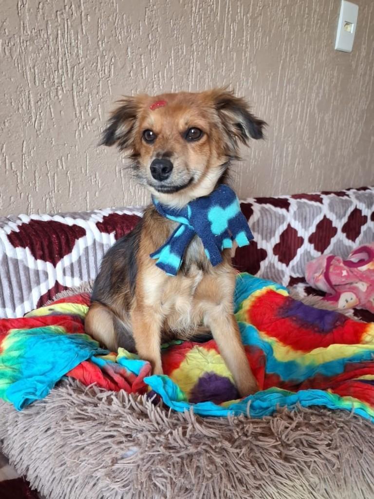 Pepeu, cachorro de porte pequeno para adoção em Torres - RS