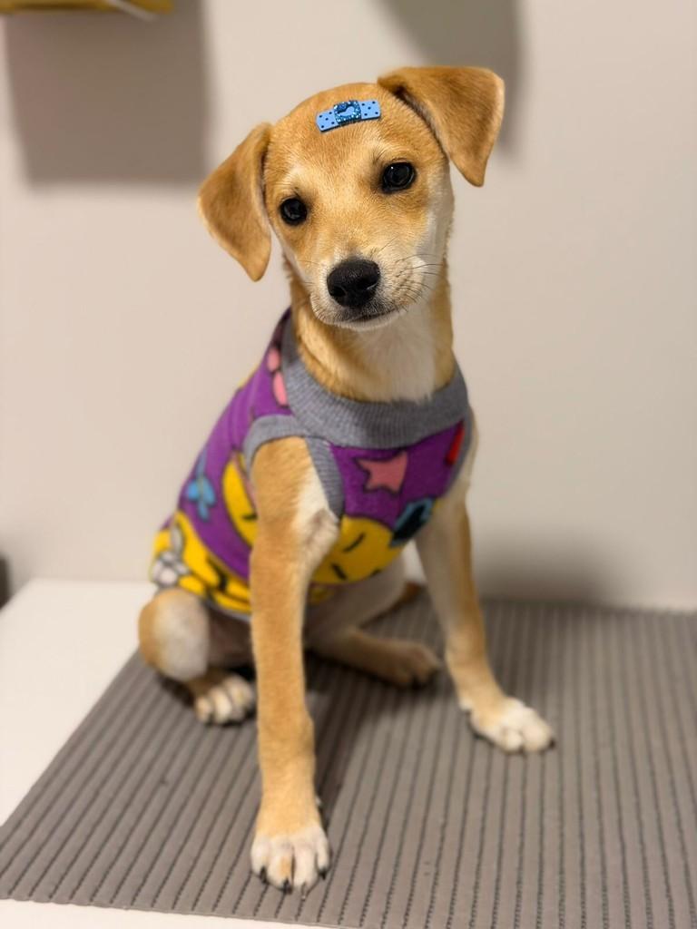Marley, cachorro de porte médio para adoção em Gravataí - RS