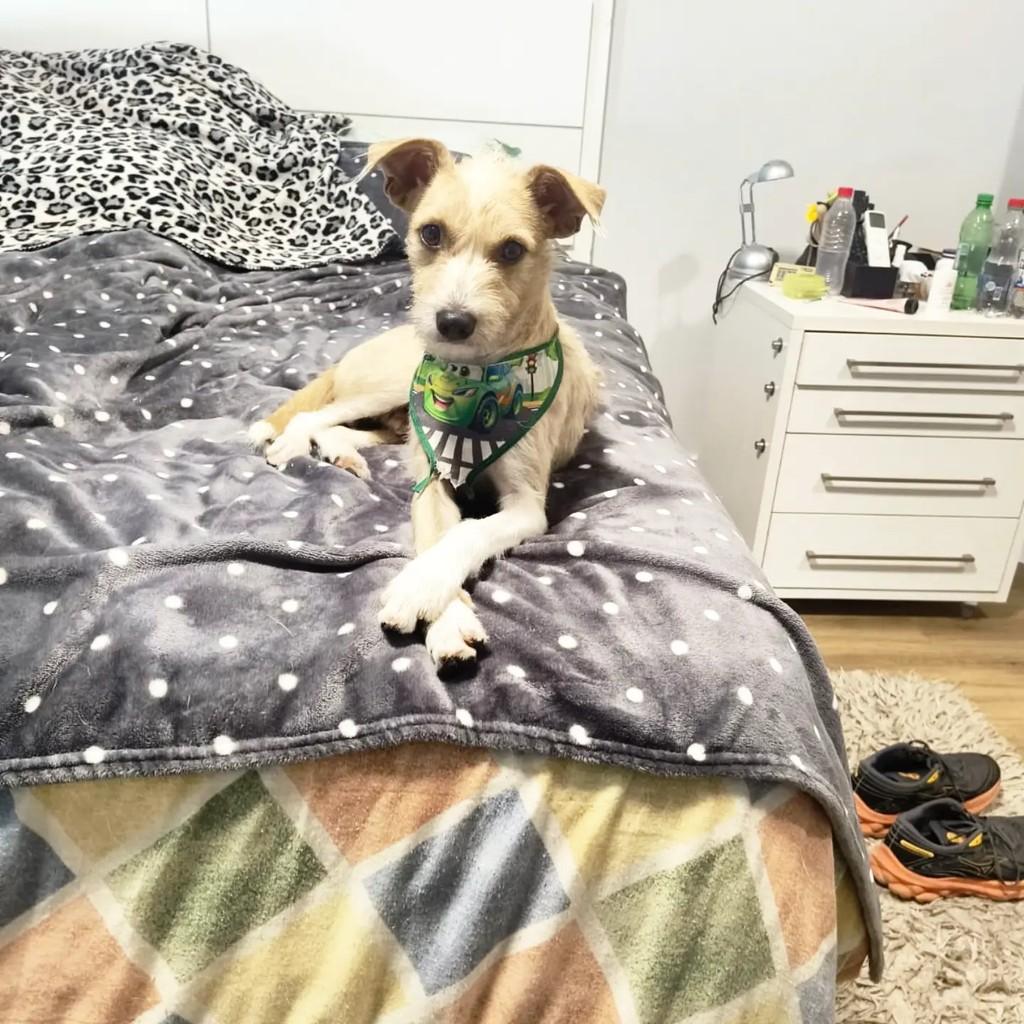 Nito, cachorro de porte pequeno para adoção em Porto Alegre - RS