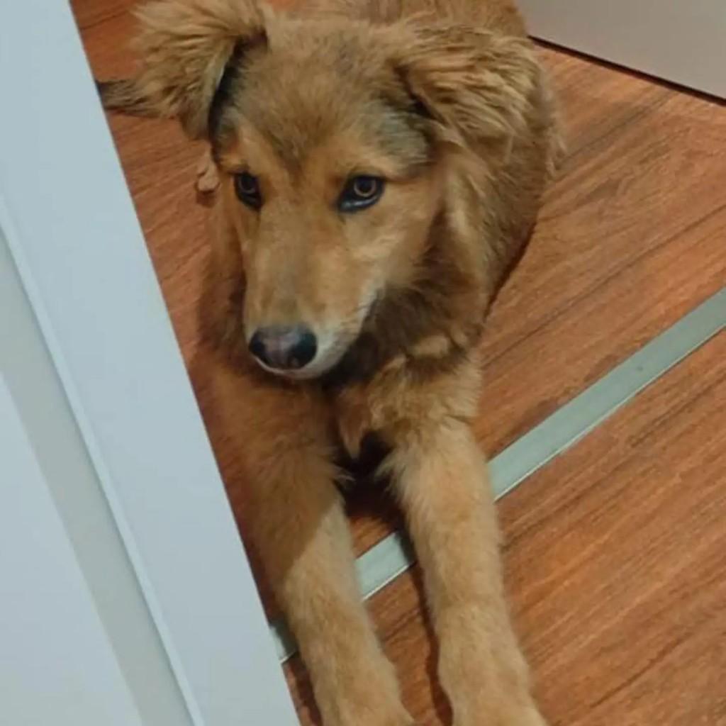 Tigre, cachorro de porte médio para adoção em Porto Alegre - RS