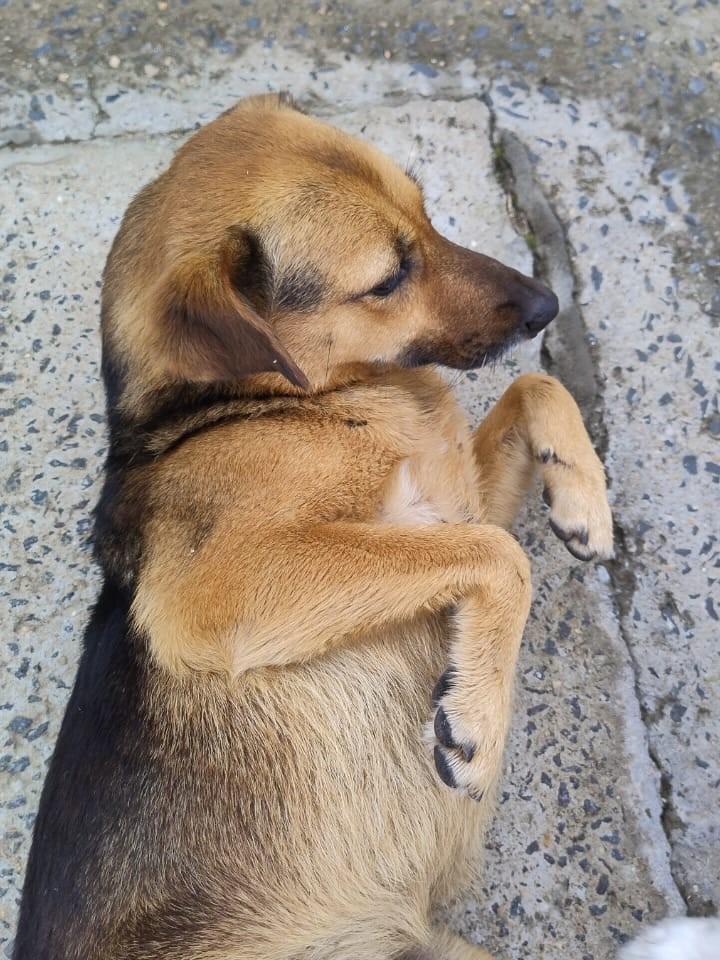 Aninha, cadela de porte médio para adoção em Porto Alegre - RS