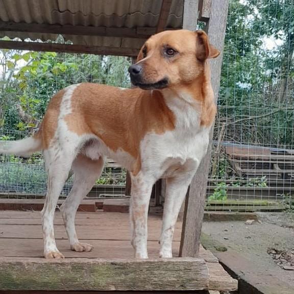 Fred, cachorro de porte médio para adoção em Esteio - RS