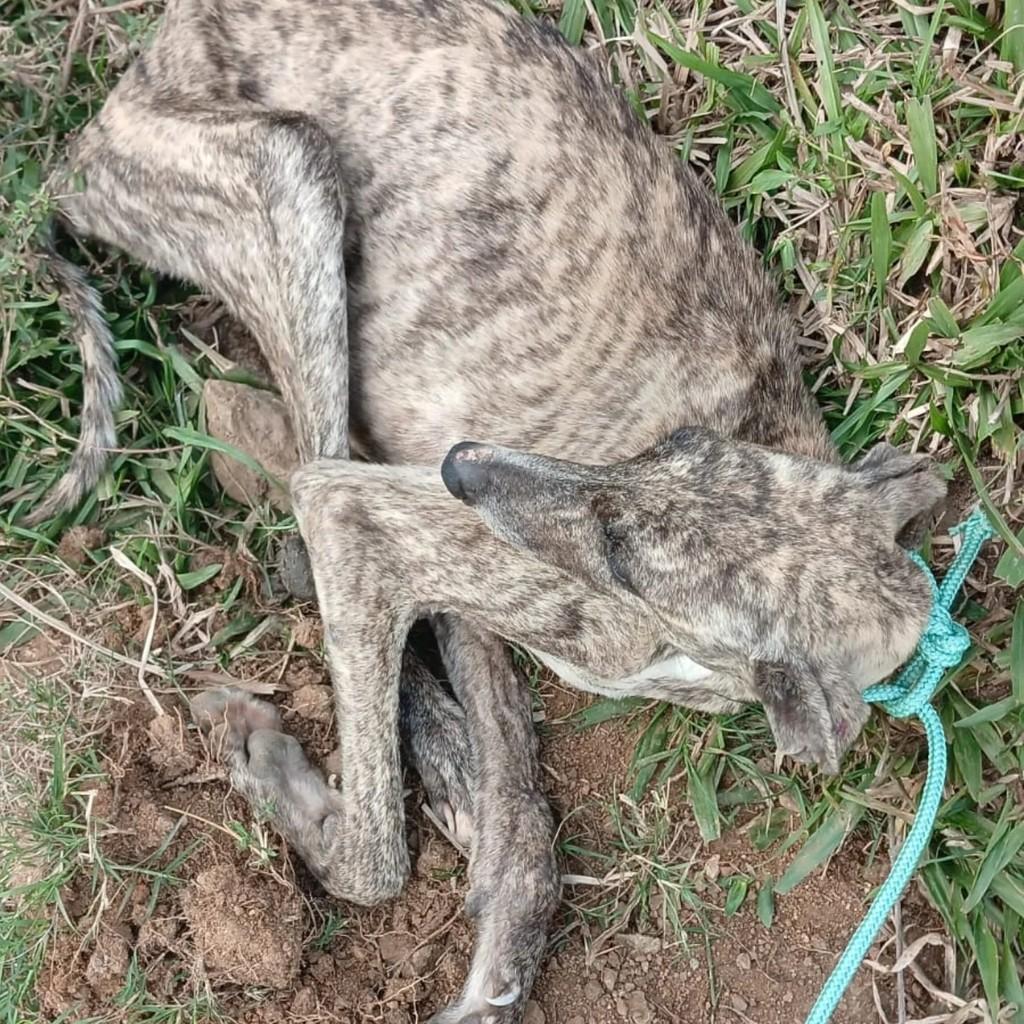 Cristal, cachorro de porte pequeno para adoção em Porto Alegre - RS