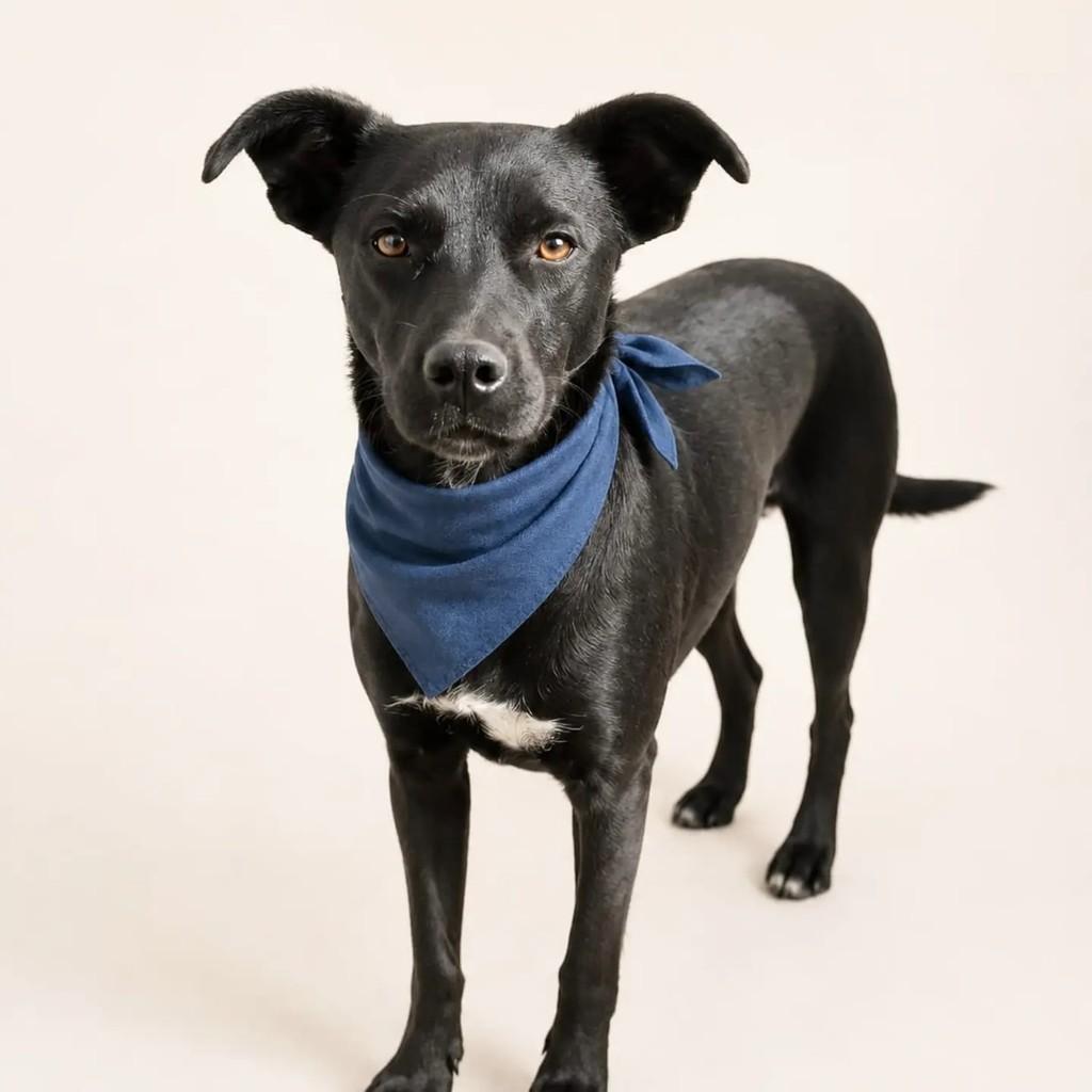 Mike, cachorro de porte médio para adoção em Cachoeirinha - RS