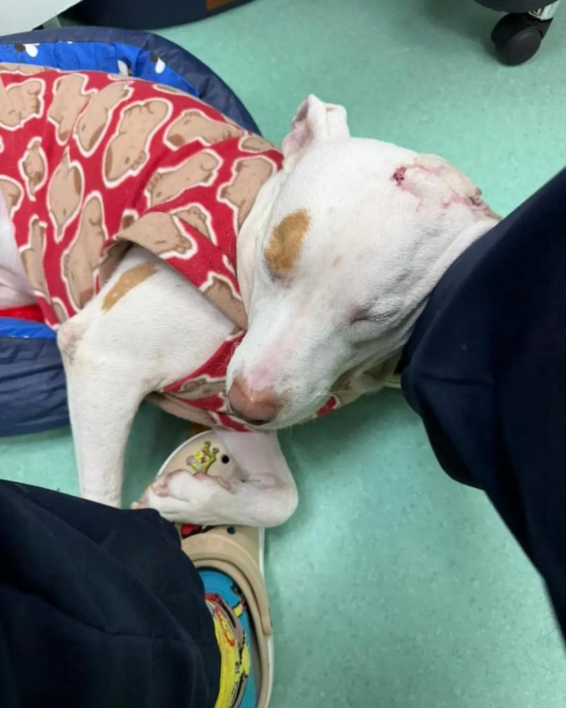 Leôncio, cachorro de porte médio para adoção em Porto Alegre - RS