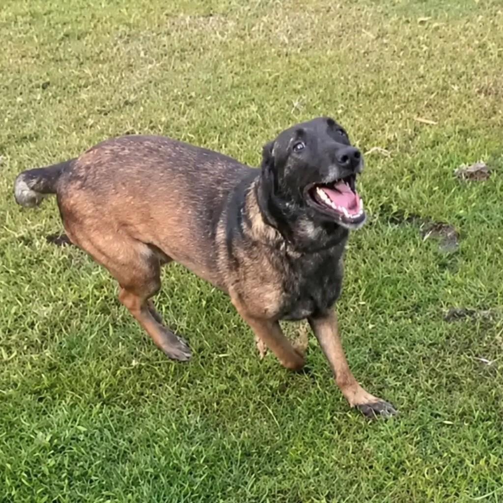 Sansão, cachorro de porte grande para adoção em Porto Alegre - RS