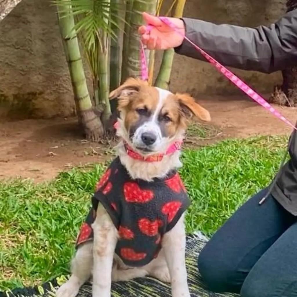 Thelma, cadela de porte pequeno para adoção em Porto Alegre - RS