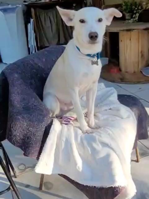 Alemão, cachorro de porte médio para adoção em Osório - RS