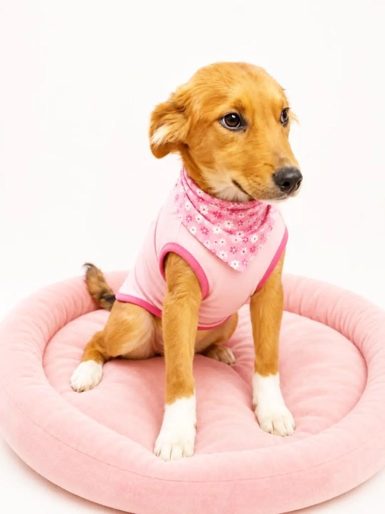 Soraia, cachorro de porte médio para adoção em Porto Alegre - RS