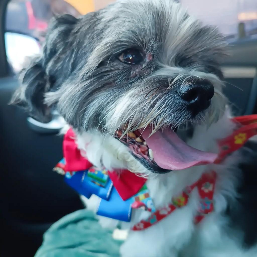 Trovão, cachorro de porte médio para adoção em Porto Alegre - RS
