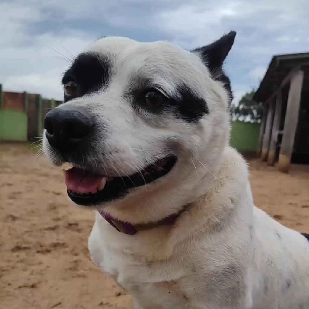 Orelhinha, cachorro de porte pequeno para adoção em Porto Alegre - RS