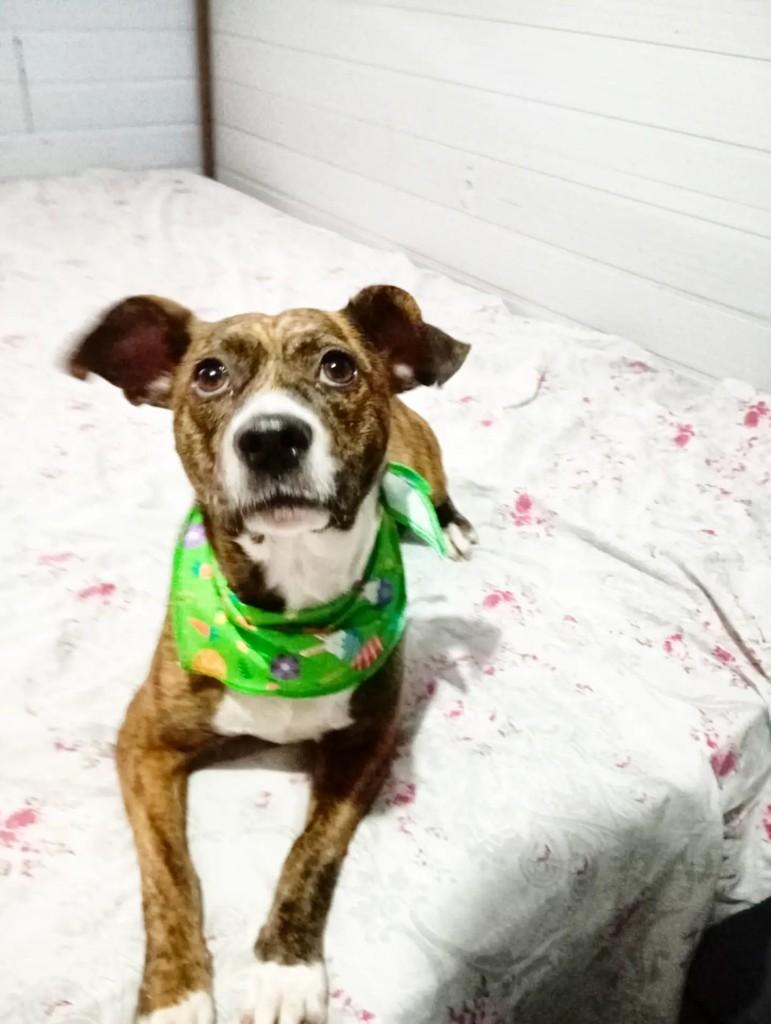 Leona, cachorro de porte médio para adoção em Porto Alegre - RS