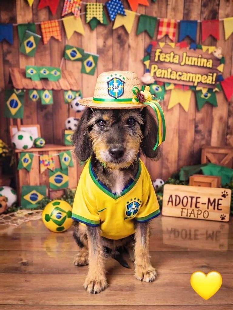 Fiapo, cachorro de porte médio para adoção em Porto Alegre - RS